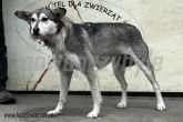 14.01.2014 BRZEZINY GMINA SUKA 56922
